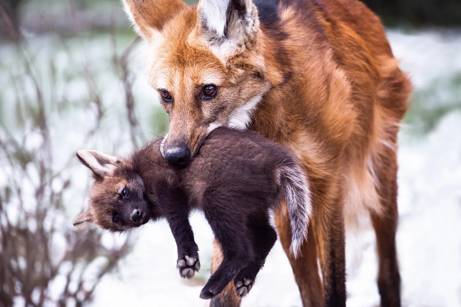 Photographing animals in the wild