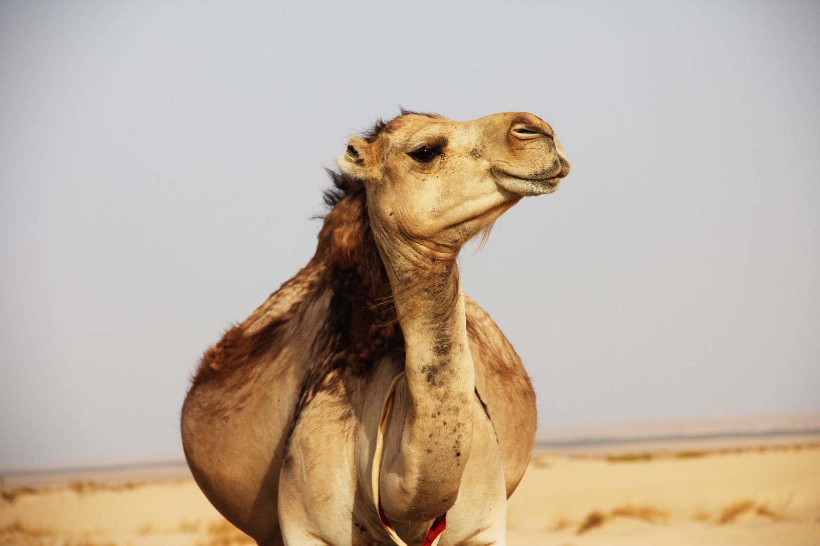 7. Tunisia – Monastir