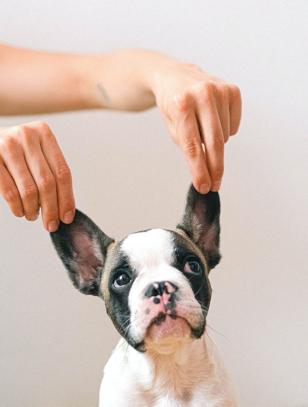 Dog Photography