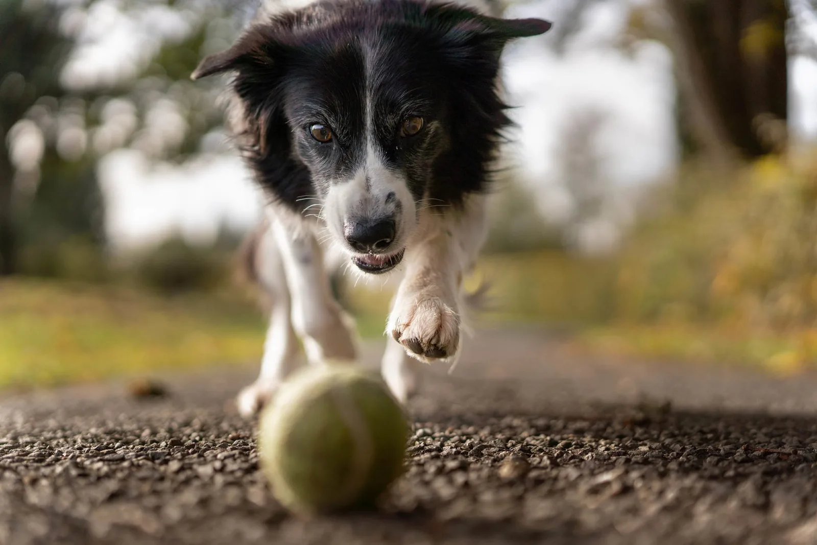 Dog Photography