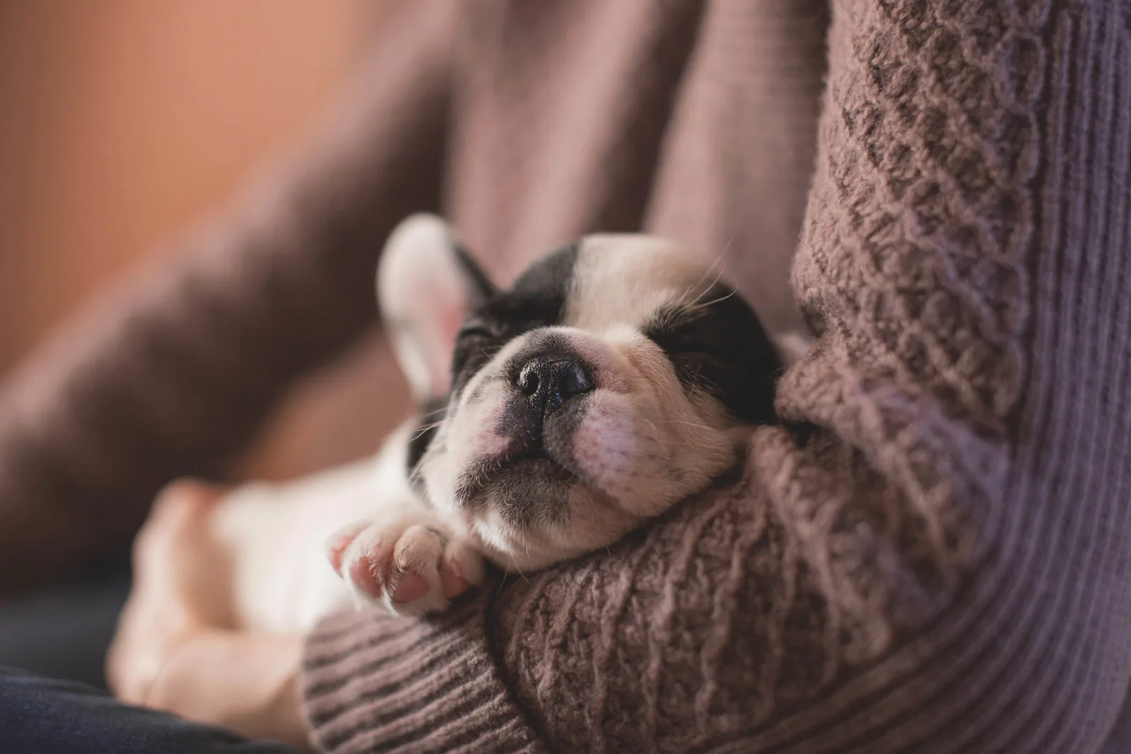 Dog Photography