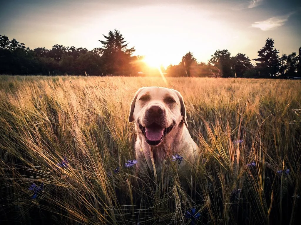 How to photograph your dog