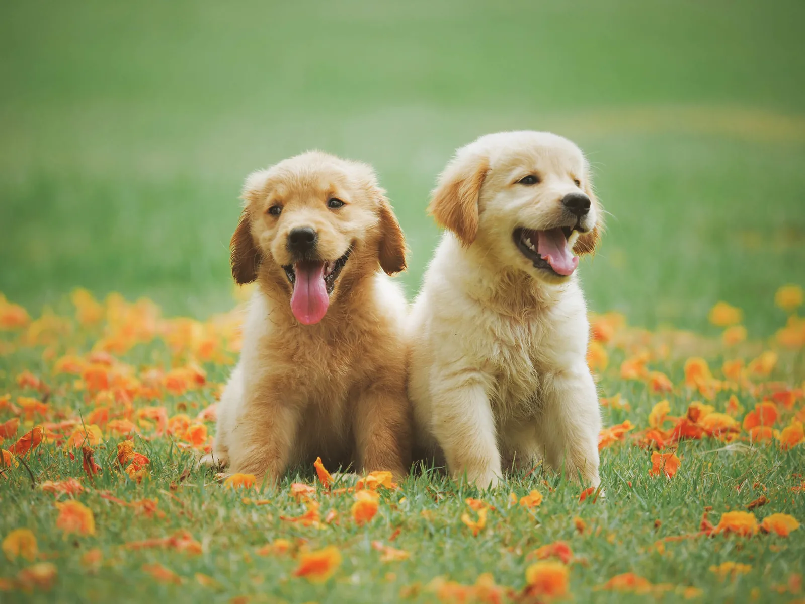 Beste Kameraeinstellungen zum Fotografieren Ihres Hundes