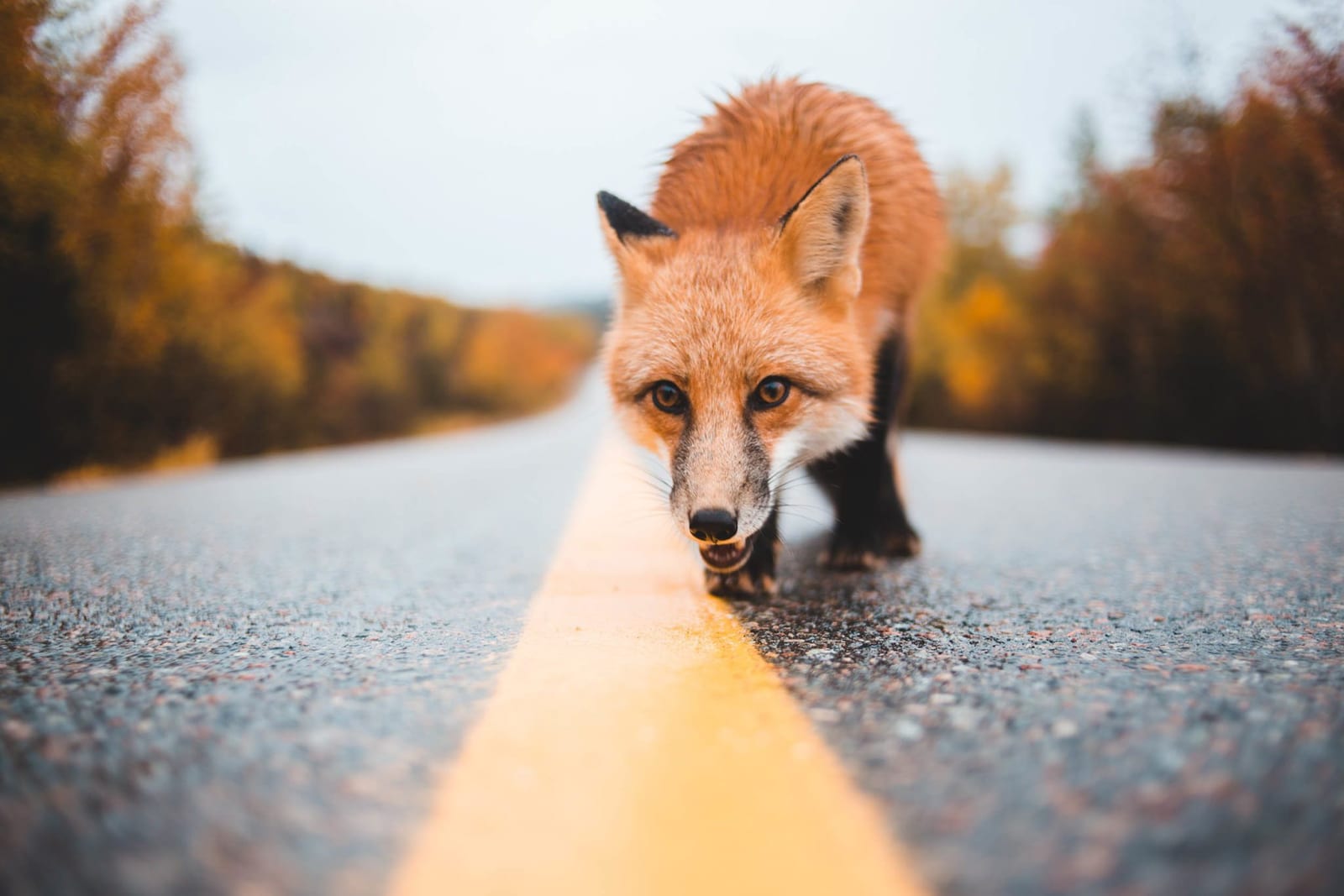 2. Study Wildlife Behavior
