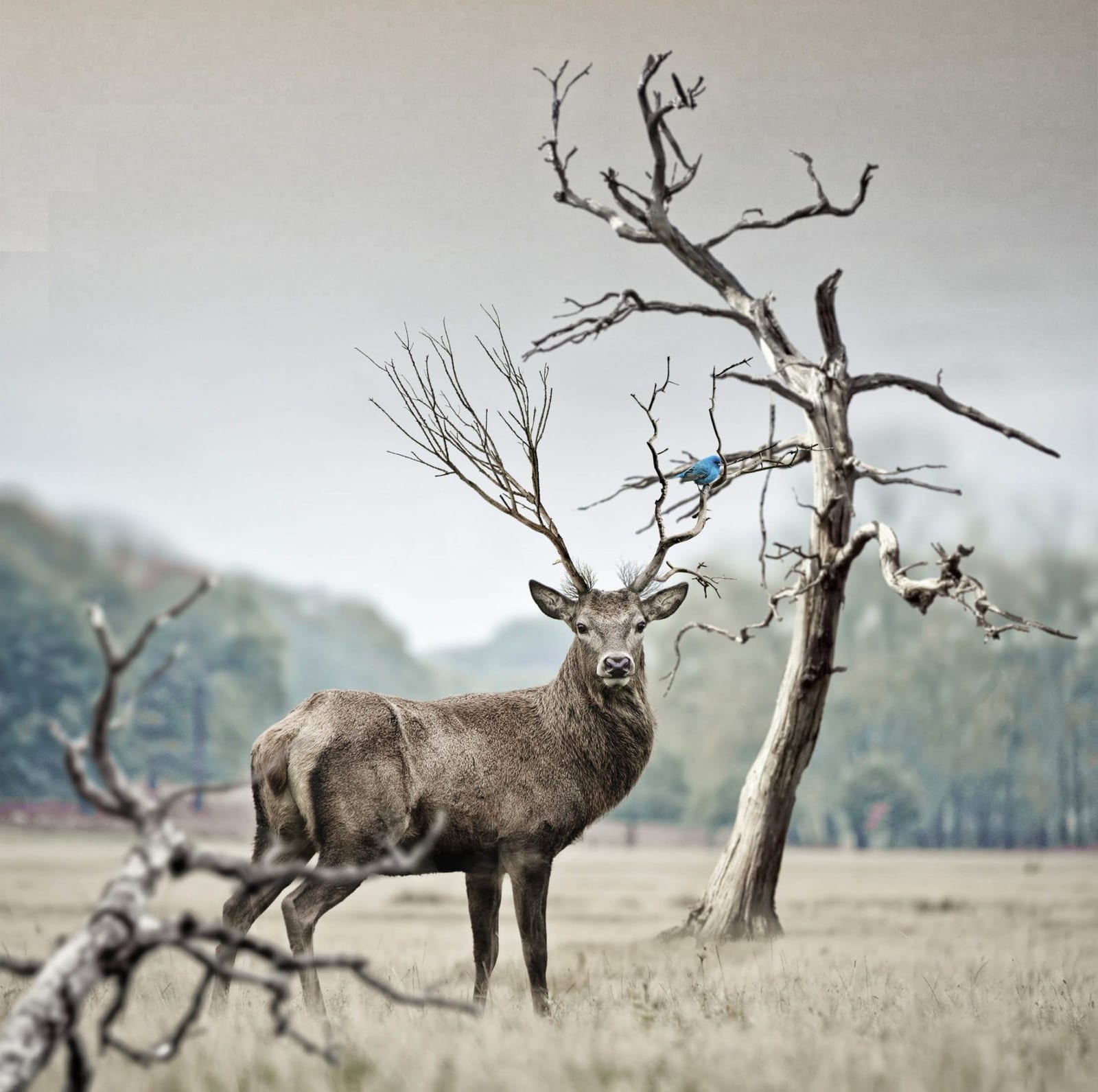 11. Frame with Foreground