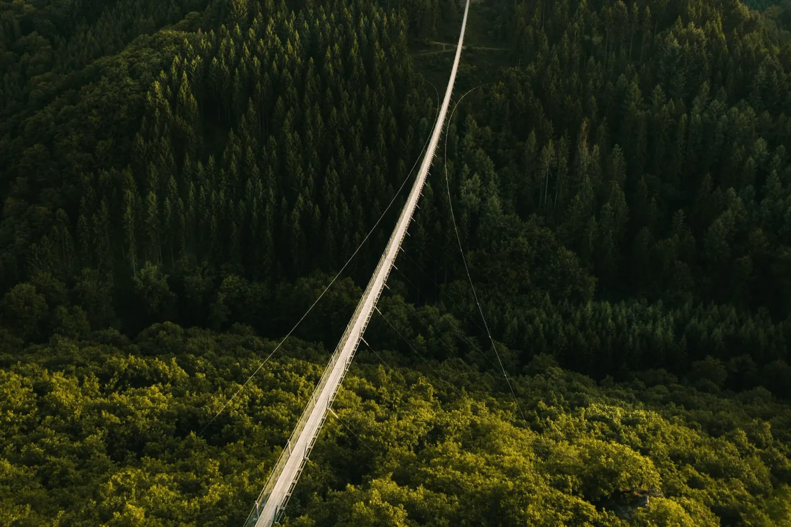 A narrow pale path running through dense forest, seen from the air