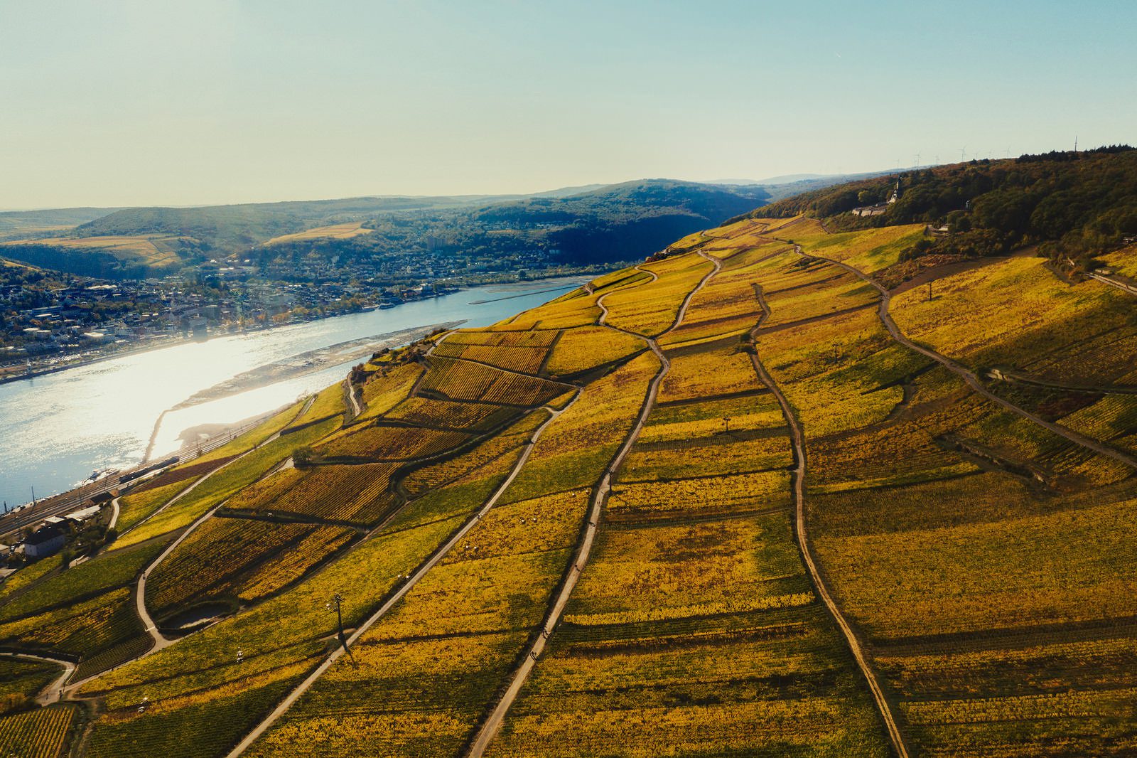 Vineyards in parallel lines above a river