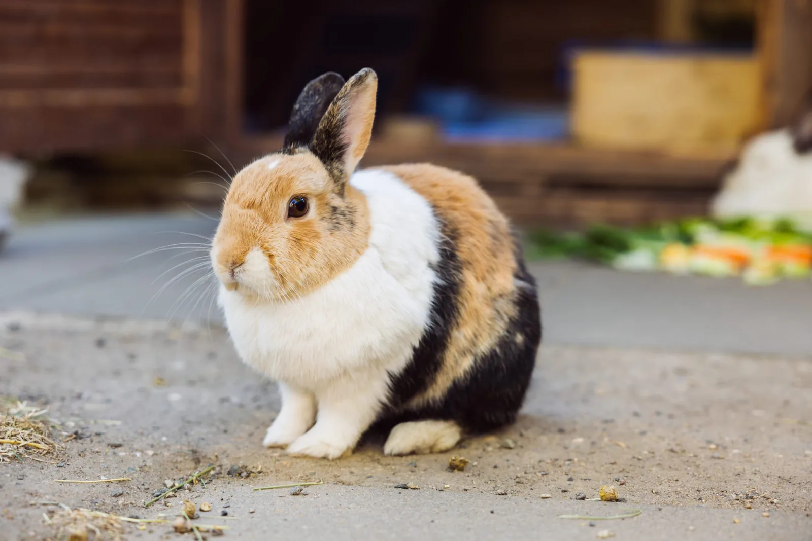 Tierheim Hattersheim — Fotoproduktion — Bild 3