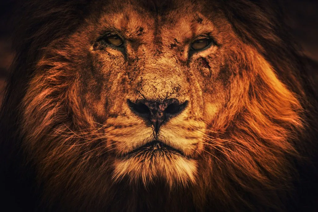 Wildlife photography — Image 6