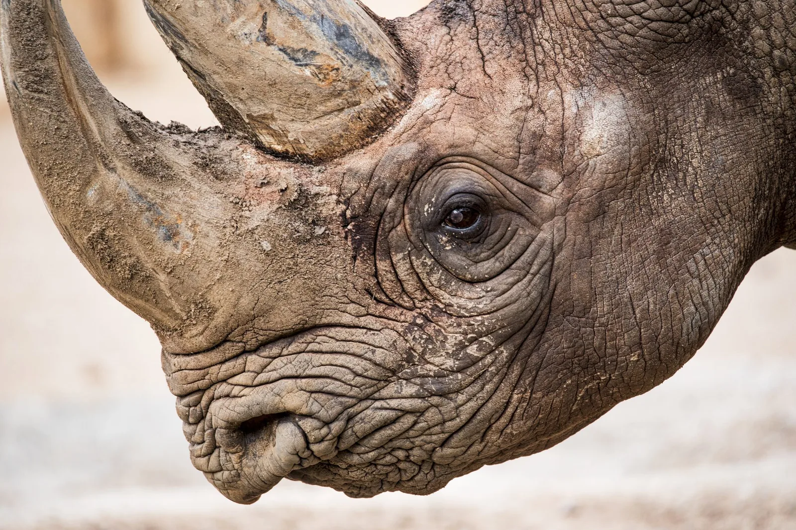 Wildlife photography — Image 8