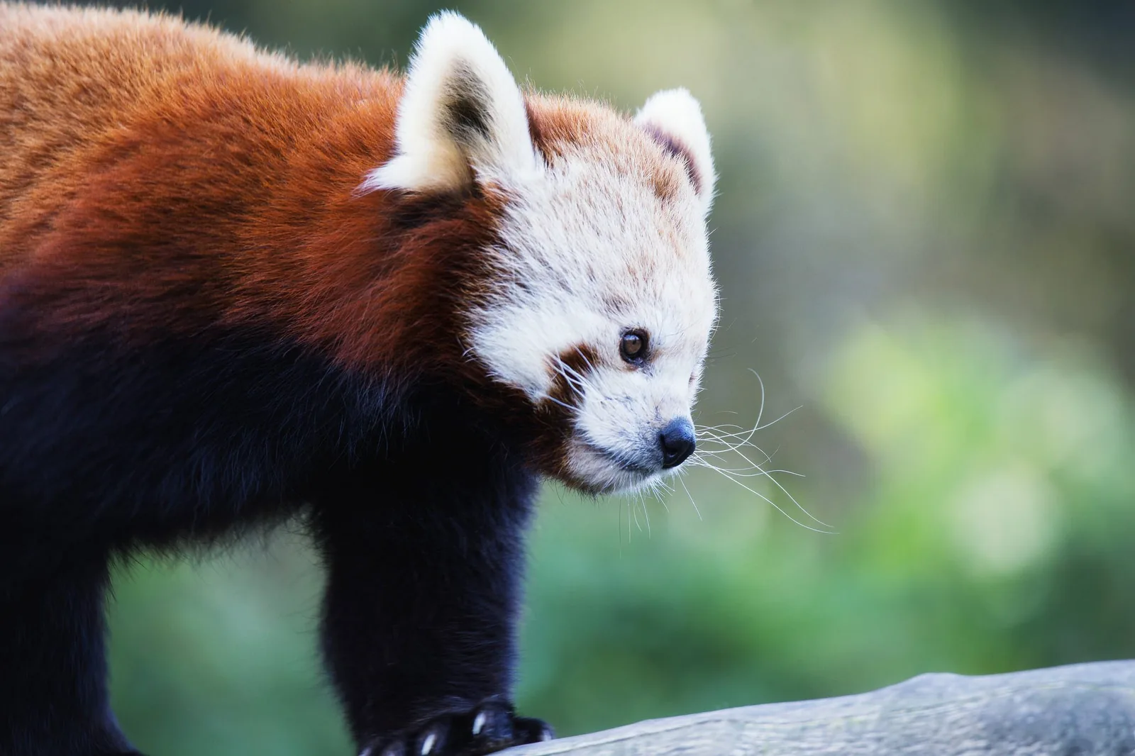 Wildlife photography — Image 10