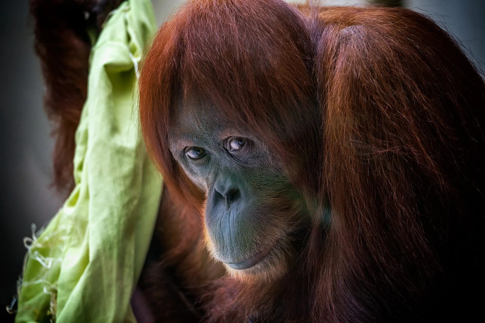 Wildlife photography — Image 11