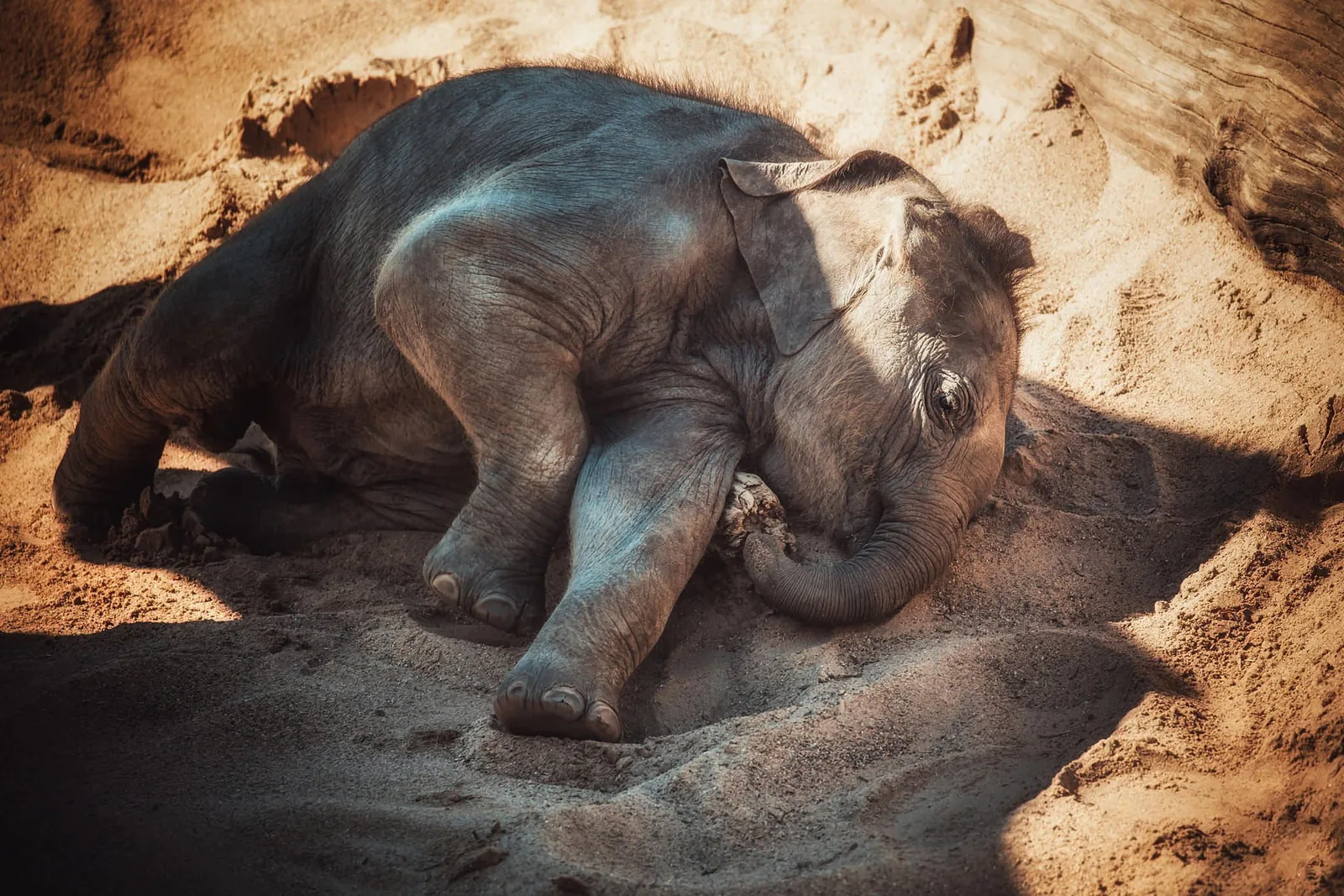 Wildlife photography — Image 3