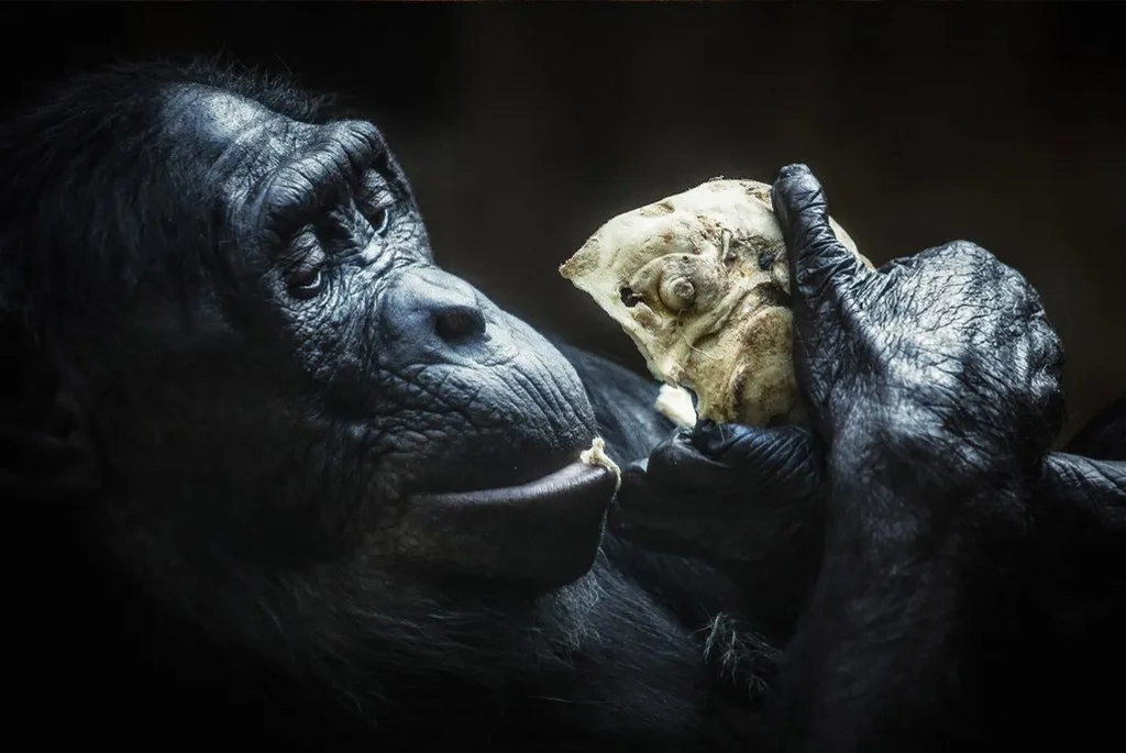 Wildlife photography — Image 5