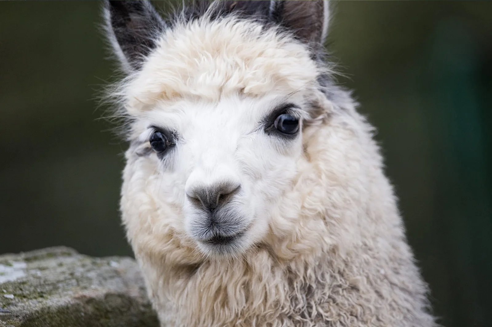 Wildlife photography — Image 9