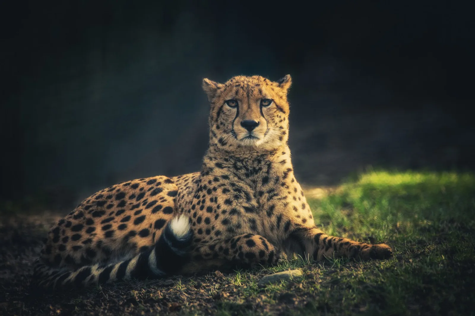 Wildlife photography — Image 4