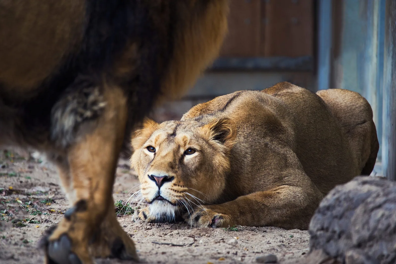 Wildlife photography — Image 2